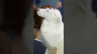 Watch as one of our adorable clients enjoys a full grooming session at FUREVER PETS GROOMING STUDIO