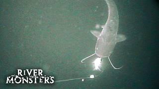 Wels Catfish ATTACKS camera underwater | River Monsters