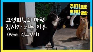 [힐링스토리 | 길고양이] 길고양이와 친구하기(feat. 간식, 냥냥펀치)