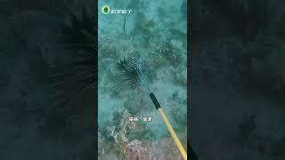 眼看著同伴被捕殺，獅子魚為何不逃跑？