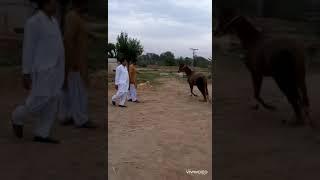 Ch Mushtaq Enjoying With Horses at Deraa