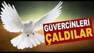 GÜVERCİNLERİM ÇALINDI :((((((((((((