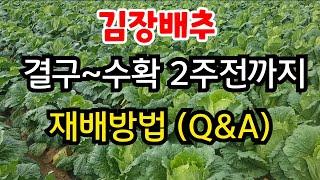 김장배추 수확2주 전까지만 해야되는 2가지 (속이 안찰경우/ 쓴맛 나는배추 해결방법) #김장배추 재배방법