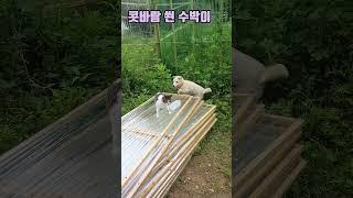 울타리 밖에 맛을 본 고양이 ! #shorts #고양이 #강아지 #반려견