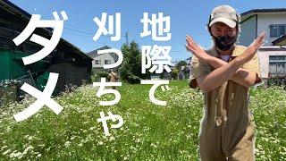 【草刈り】地際から刈ってはダメ！もっとはやく知りたかったやつ