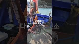 문어다리가 저 세상급 2키로 똭! #fishingkorea #낚낚 #문어낚시 #여수짱구호