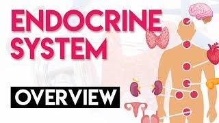 Overview and Anatomy & Physiology | Endocrine System (Part 1)