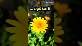 تا خدا نخواد/رادیو آگاهی  #shorts