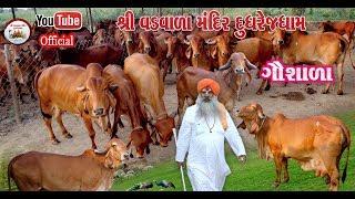 Shree Vadwala Mandir Gaushala Video  || Kadamgiri || 2019