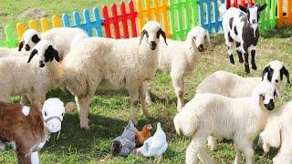 Farm Animal Cute Pets  Goat , Cow , Sheep Sound , Chicken , cat , dog   Animal Sound