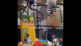 Getting a Parakeet?  Cage Setup