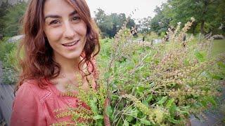 I will FOREVER grow this Medicinal Herb... Meet Holy Basil!!!!