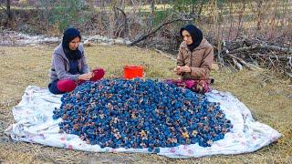 Village life in the mountains of iran : Harvesting wild persimmons by a country family