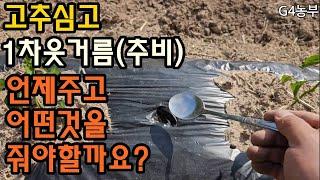 고추심고 1차웃거름주는시기추비주는방법 어떤제품을 줘야 잘자랄까요