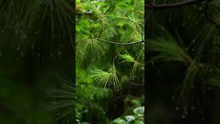 松林里的雨声-最治愈睡眠-纯净的雨声