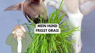 HILFE - Mein Hund frisst GRAS! IST DAS GEFÄHRLICH