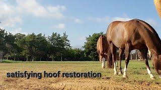 ASMR | HORSE CARE | SATISFYING