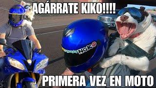 Un Perro En Moto