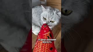 Почему у кошки неприятно пахнет изо рта: что делать #коты #кошка #кот