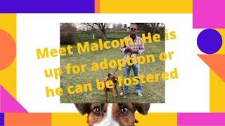 Hobo Care Boxer Rescue|Malcom needs adopted or fostered|David Novak Real Estate Agent 303-929-9660