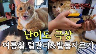 여름철 고양이 털관리&발톱관리/털갈이 시즌 꼭 필요한 고양이 브러쉬 추천/고양이 발톱 관리네일클리퍼 추천/페스룸그루밍세트/페스룸 힐링브러쉬, 네일클리퍼 추천