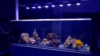 Vlog 33: The Flagship Peninsula Reef Aquarium