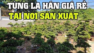 Tùng La Hán Giá Rẻ Tai Nơi Sản Xuất Cho Anh Em Toàn Quốc (LH 0983364439)