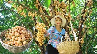 Pick fresh young Burmese fruit in my Countryside - Polin lifestyle