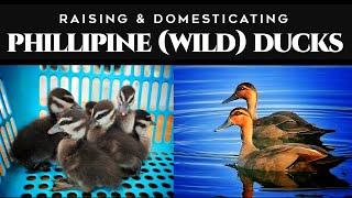 Paano  Mag-alaga ng Philippine WILD Ducks from Hatching to Brooding