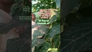 Himalayas #flutemusic #ntural #shortvideo  vmk ayurvedic blog