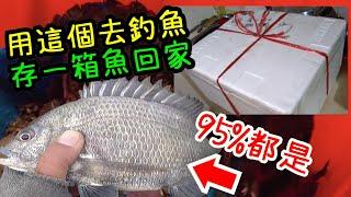 用這個去釣魚 存一箱魚回家 95%都是