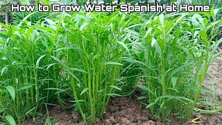 How to grow water spinach form seed to harvest  at Home