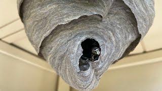 How “Not” to treat a hornet nest. Attacked by hornets