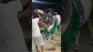 SARTAJ 2.0 MOST DANGEROUS KANKAREJ ATTACKED || Maaz Cattle Farm#shorts#viral#trending#youtubeshorts