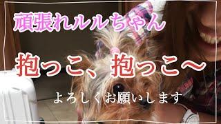 頑張れルルちゃんの応援チャンネル #戻って来て #頑張れルルちゃん #ヨーキー #Yorkie #yorkshire #yorkshireterrier