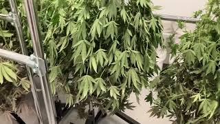 Harvesting 25,000 Grams of CBG Flower