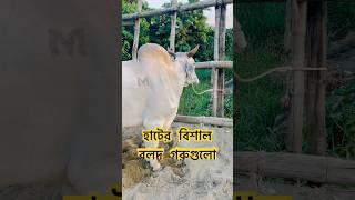 গরুর হাটের বড় বলদ গরু#viralvideo #cow #goruloversofchattga #bull #youtubeshorts