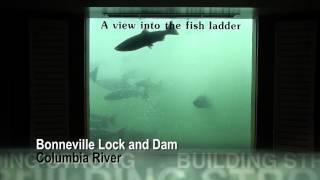 Record-breaking fish passage at Bonneville Lock and Dam