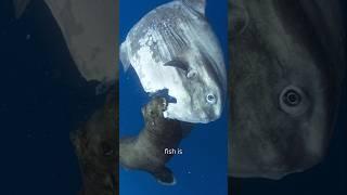 The WEIRDEST Fish in the Ocean: The Sunfish!