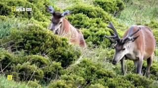 Las montañas del lobo   Documental NatGeo WILD   HD