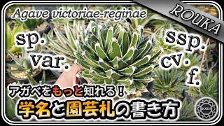 【アガベ/学名】園芸札に書かれる学名を徹底解説！学名の意味がわかると面白い【Agave】【多肉植物】【長尺】