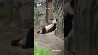 当熊猫会说话