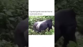 scary gorilla warns #funny #funnyvideo #gorilla #animals #laughzilla