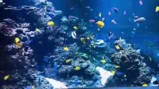 ANDREW SANDLER VIDEO 9 5 211