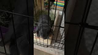 Captain Crunch loves his little snackers from Archie’s Bakery! #rabbiteating #hungrybunny