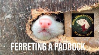 Ferreting a paddock