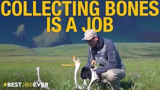 Collecting Animal Bones in Alaska | Best Job Ever