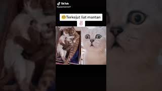 TIKTOK KUCING LUCU IMUT NGEGEMESIN