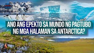 Ano ang epekto sa mundo ng pagtubo ng mga halaman sa Antarctica? | Need To Know