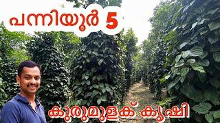 പന്നിയൂർ 5 കുരുമുളക് കൃഷി #Panniyur-5 Pepper plant #Panniyur 5 pepper #black pepper cultivation  #kl